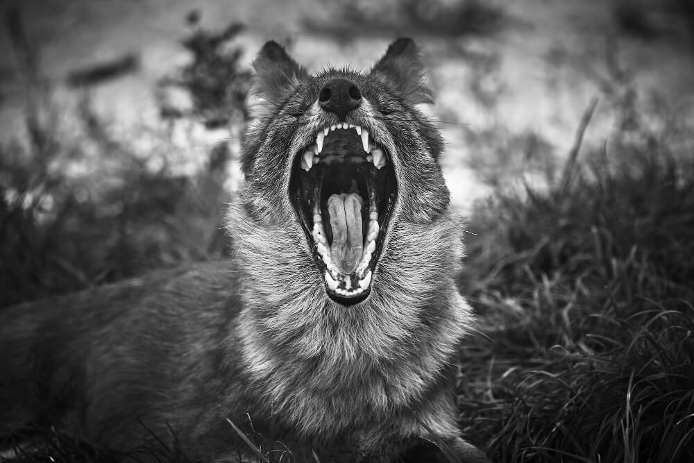 The budget that cries wolf: SD61’s deficit cycle